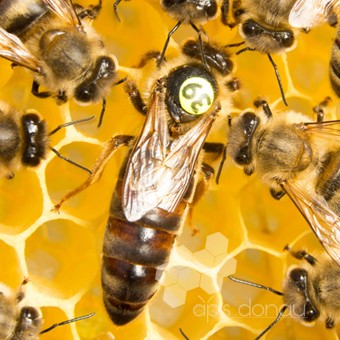 Miere, albine, apicultura