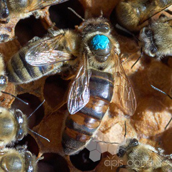 Miere, albine, apicultura
